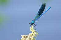 Libellule 8